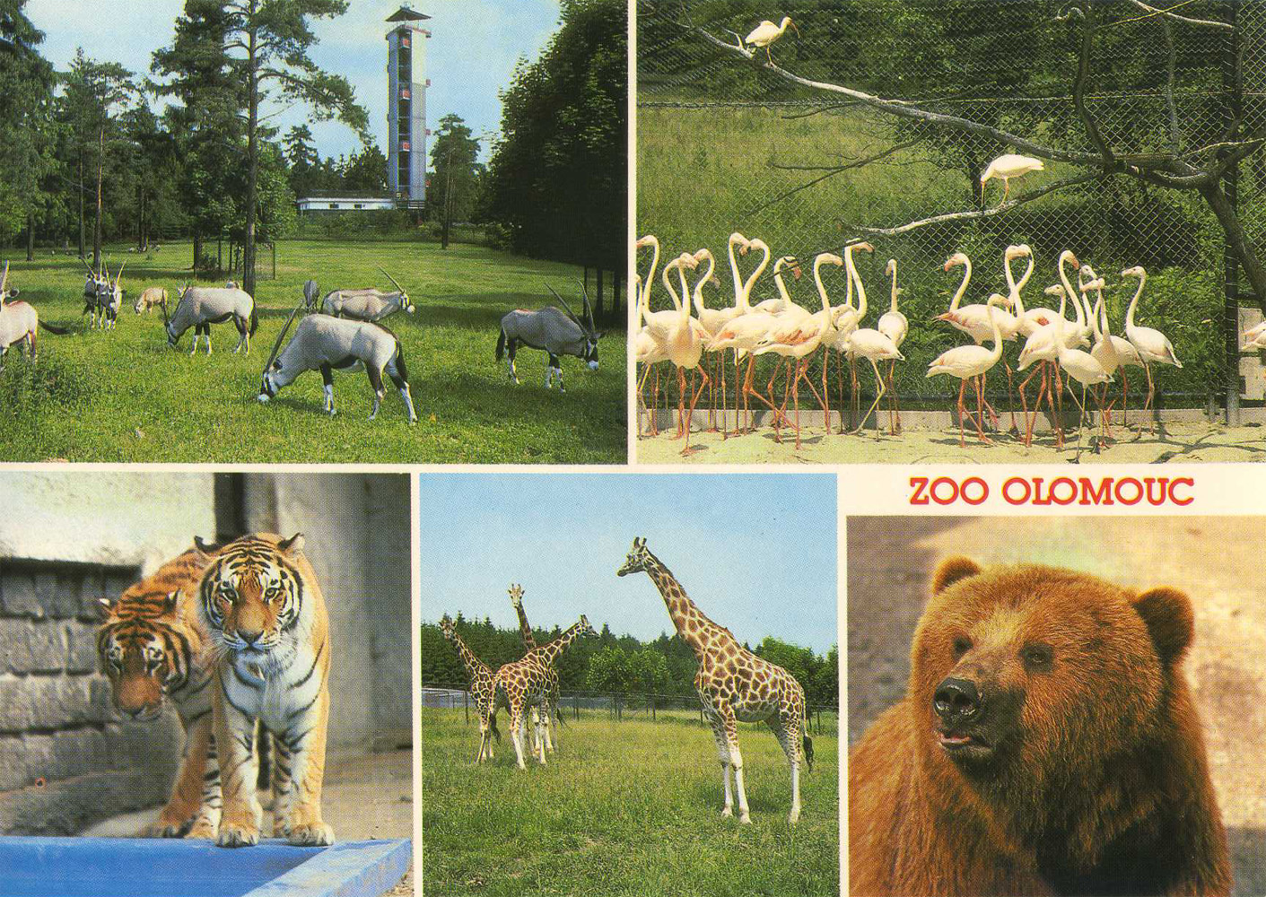 Výlet do Zoologické zahrady Olomouc – 23. 5. 2024